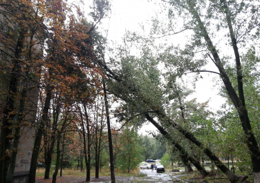 Непогода 24-25 сентября. Баклановский 144, два тополя вырвало с корнем, держатся на деревьях возле дома и на проводах