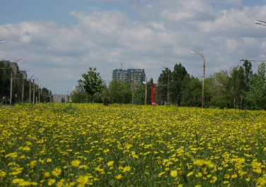 Проспект Курчатова летом